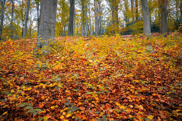 Herbstliche Impressionen aus der Natur - 702241680