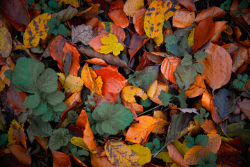 Herbstliche Impressionen aus der Natur - 702242086