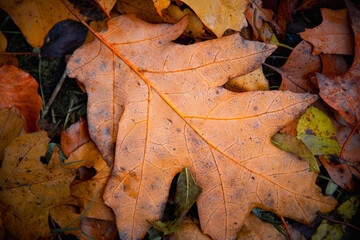 Herbstliche Impressionen aus der Natur - 702242249