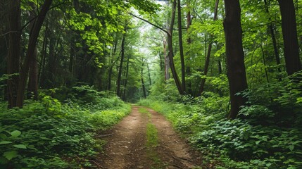 Fototapeta premium A Serene Dirt Road Windding Through a Lush Forest