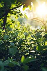 Obraz premium Green foliage in sunshine background with sun rays