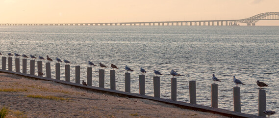 Flock of Seagulls Perched on dock pilings along the Waterfront with a bridge in the background