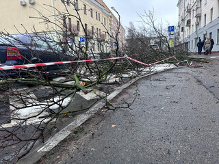 spring pruning of trees, cut tree trunks, moss-covered arbor trunks, cut branches of shrubs,...