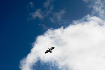 birds in the sky