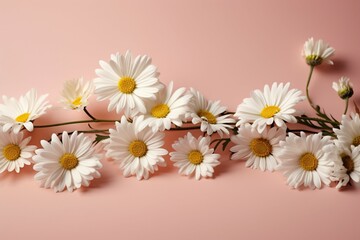 Minimalist charm white daisies on pale pink, creative summer concept