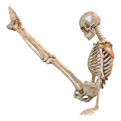 3D Rendering Human Skeleton on White