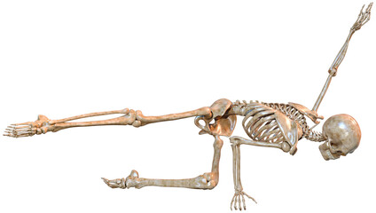 Fototapeta premium 3D Rendering Human Skeleton on White