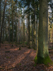 Waldansichten im Dezember, Marburg