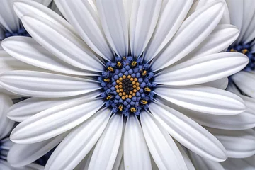 Deurstickers Close up photo of single osteospermum daisy flower in white and yellow © Liliya Trott