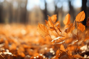 Naklejka na ściany i meble Autumns gold closeup leaves, blurred fall landscape, warm sunlight, pastel colors