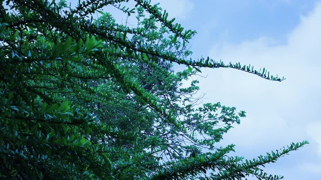 Green foliage on blue sky background. Green leaf on the branch of Mexican calabash tree.