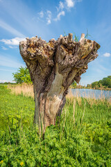 Oddly shaped pollard willow among wild plants in the spring season.
The photo was taken on a sunny...