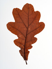 Various autumn dried leaves falling on a white background close-up, herbarium