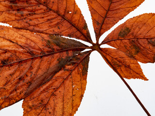 Various autumn dried leaves falling on a white background close-up, herbarium
