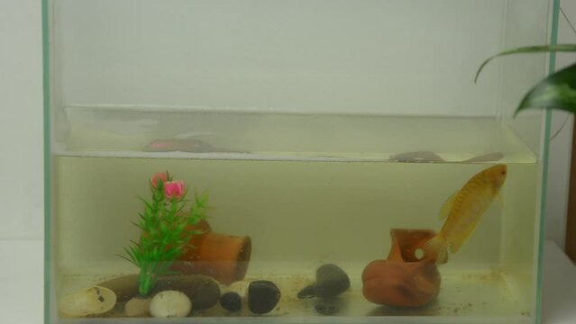 one gourami fish swims in dirty water