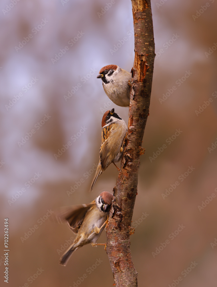 Wall mural three sparrows on a vertical branch, against a blurred background of an indeterminate color....