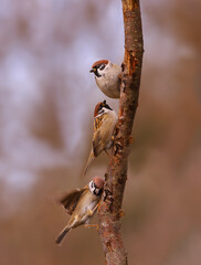 Three sparrows on a vertical branch, against a blurred background of an indeterminate color....