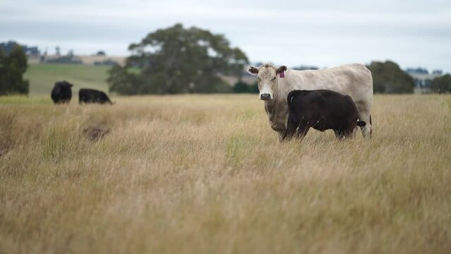 calf drinking milk from a cow in a field on a farm in australia