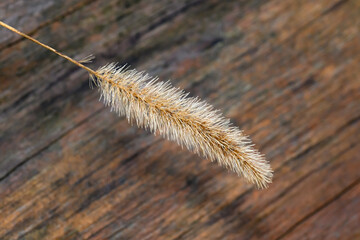 The head of grass seed has turned brown and dry over the winter, but it has not been released to be...