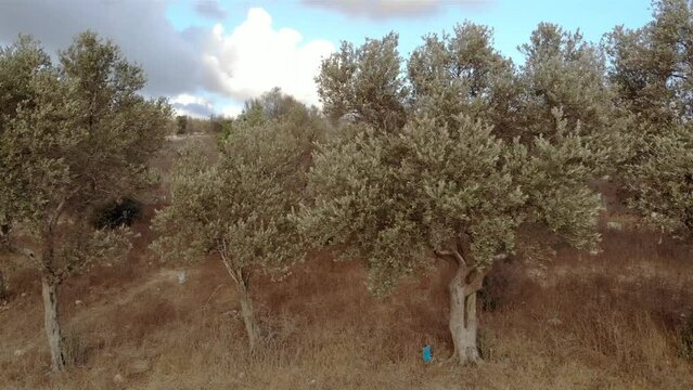 Olive Trees in Israel- Aerial
Drone view over Olive Trees in Israel 
