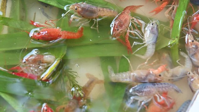 4K Crayfish are sold on local markets