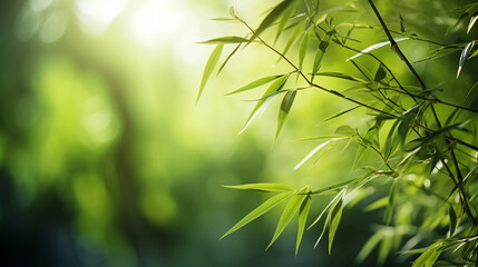 Fototapeta na wymiar Green bamboo and leaves. background bamboo, growing.nature.