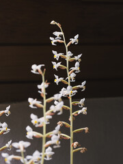 Blütenstängel der Juwelorchidee, Ludisia discolor, in der Wohnung