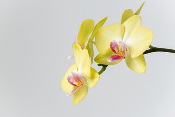 Macro photography of petals of a blooming orchid  phalaenopsis isolated on white background.