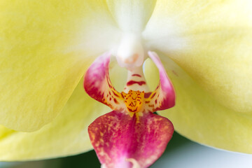 Fototapeta na wymiar Macro photography of petals of a blooming orchid phalaenopsis isolated on white background.