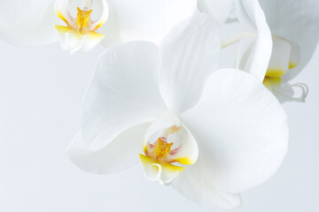 Naklejka na ściany i meble Macro photography of petals of a blooming orchid phalaenopsis isolated on white background.