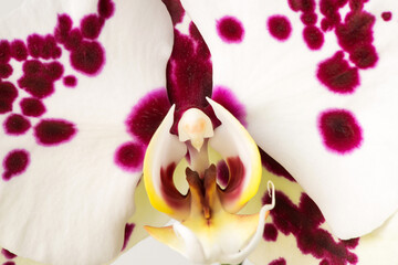 Macro photography of petals of a blooming orchid  phalaenopsis isolated on white background.