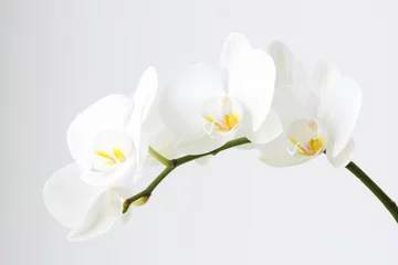 Poster Macro photography of petals of a blooming orchid  phalaenopsis isolated on white background. © diyanadimitrova