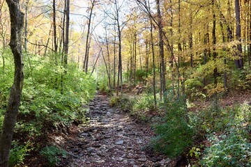 The creek in the autumn forest.