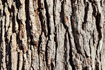 A close view of the old tree bark on the stump.