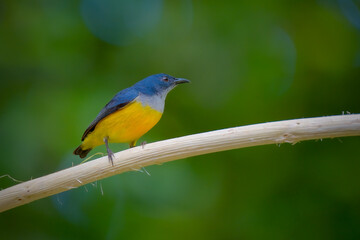 orange-bellied flowerpecker