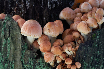 Inedible mushroom Hypholoma lateritium on the oak stump. Known as Brick Cap or Brick Tops. Bunch of wild mushrooms in the oak forest.