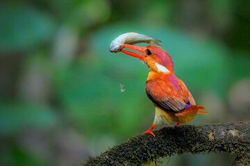 dwarf kingfisher with prey