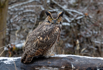 Great Horned Owl