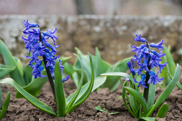 Colorful hyacinths flowering in a spring garden - selective focus