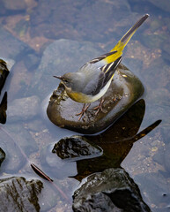 Grey wagtail, Motacilla cinerea