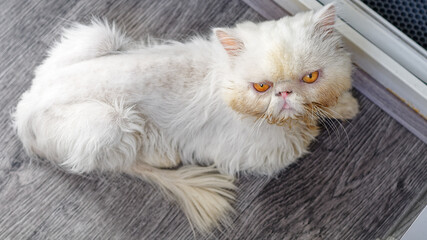 A white Persian cat glares at the camera. 1