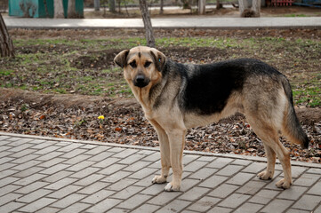 A stray dog on the street. Portrait. Outdoors. Horizontal format. Colour. Photo. 2.