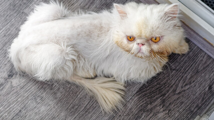 A white Persian cat glares at the camera.