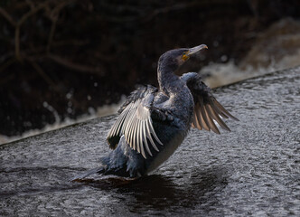 Common cormorant, phalacrocorax carbo