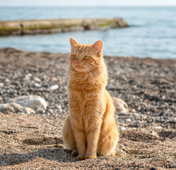 Ginger fluffy cat with yellow eyes sitting on seashore on sunny autumn day