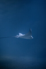 Underwater photograph of a manta swimming alone at the bottom of the sea.