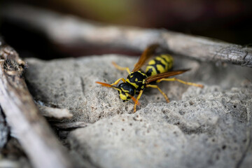 une abeille posée sur le rocher en macrophotographie dans la nature en Provence