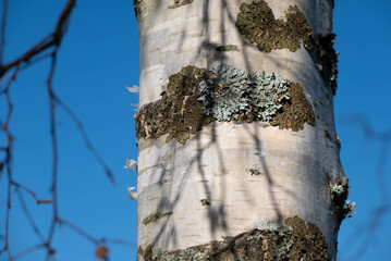 tree trunk with lichen and blue sky