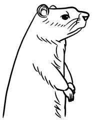 Groundhog side view