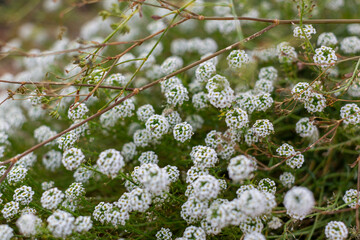 fleurs blanche des champs au printemps dans la forêt 